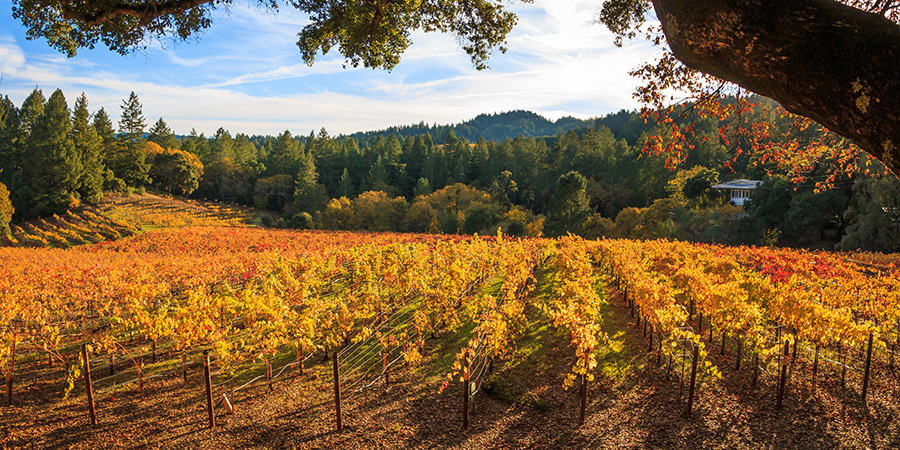 Autumn Colors In A Vineyard