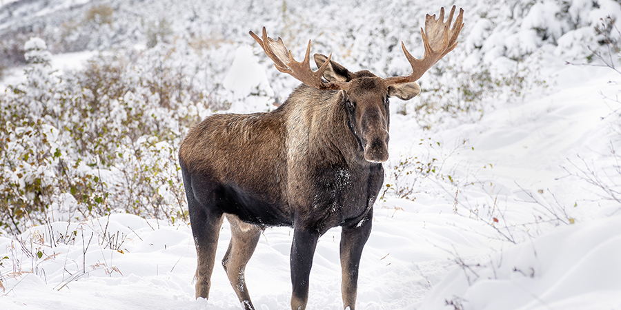 Alaska Wildlife