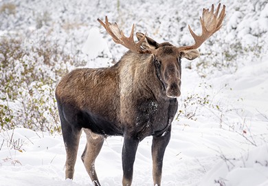 Alaska Wildlife