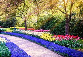Dutch windmills and tulips