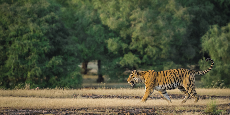 Tiger, Ranthambore National Park