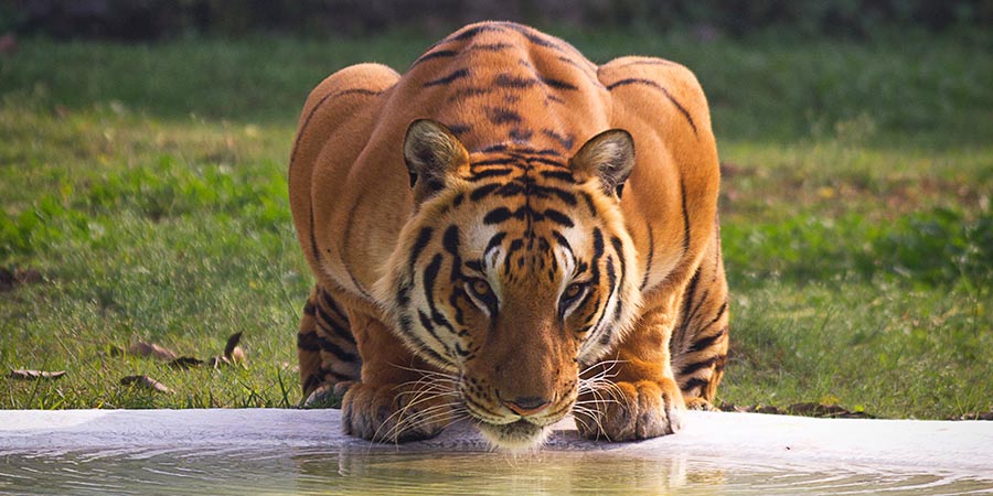 Look for Bengal tigers in their natural habitat