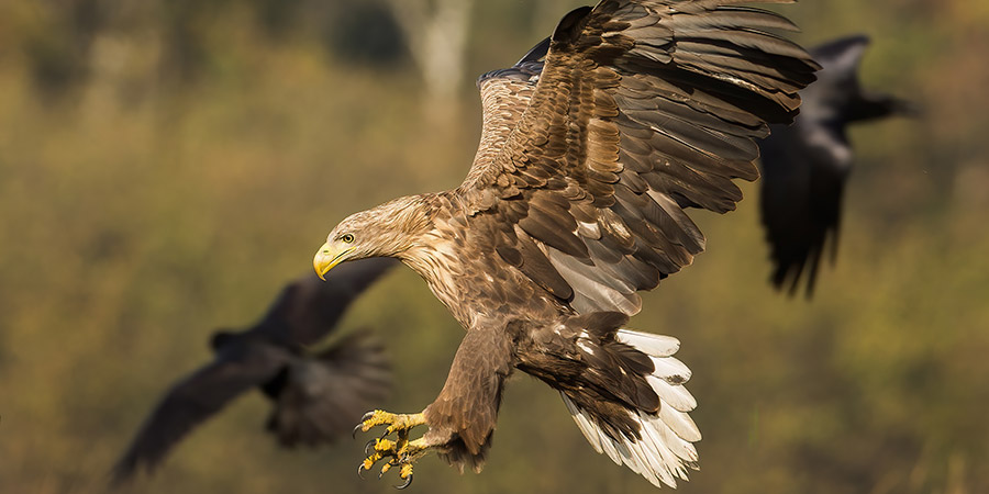 Enjoy a sea eagle safari off Norway’s northern coast
