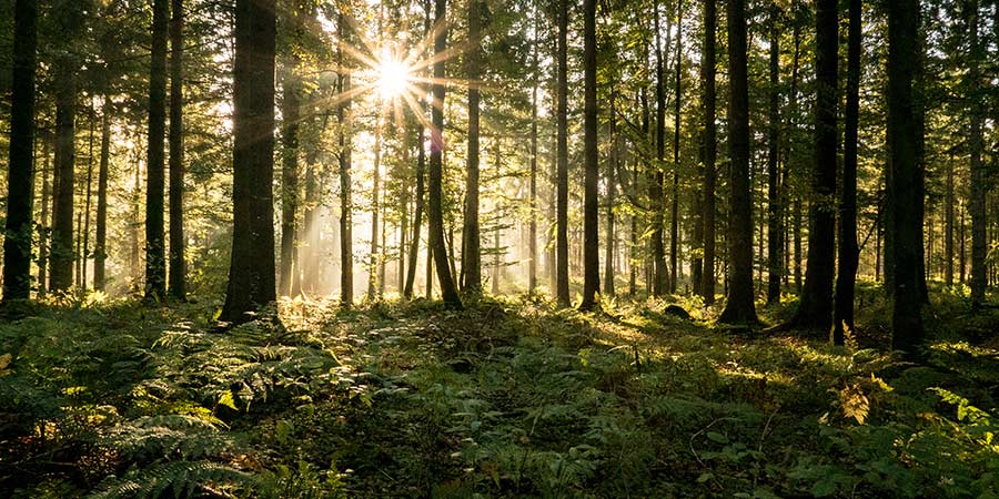 Visit the Black Forest and Strasbourg