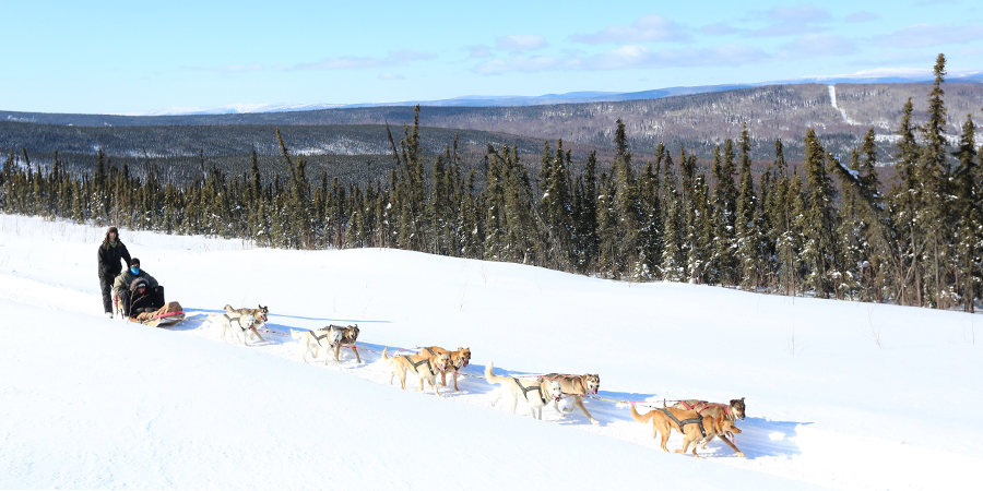 dog sledding