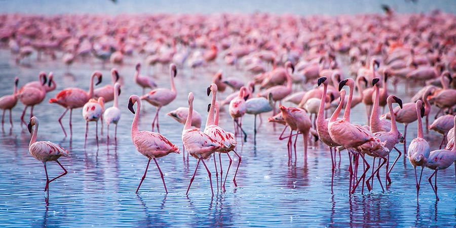 Witness stunning scenes of pink flamingos on Lake Nakuru