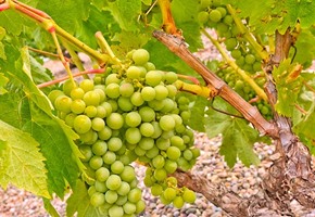Rioja Day-Trip: Wine, Culture & Gastronomy 