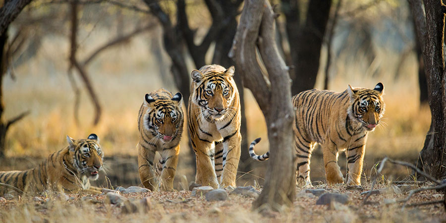 Tiger-spotting in Ranthambore National Park