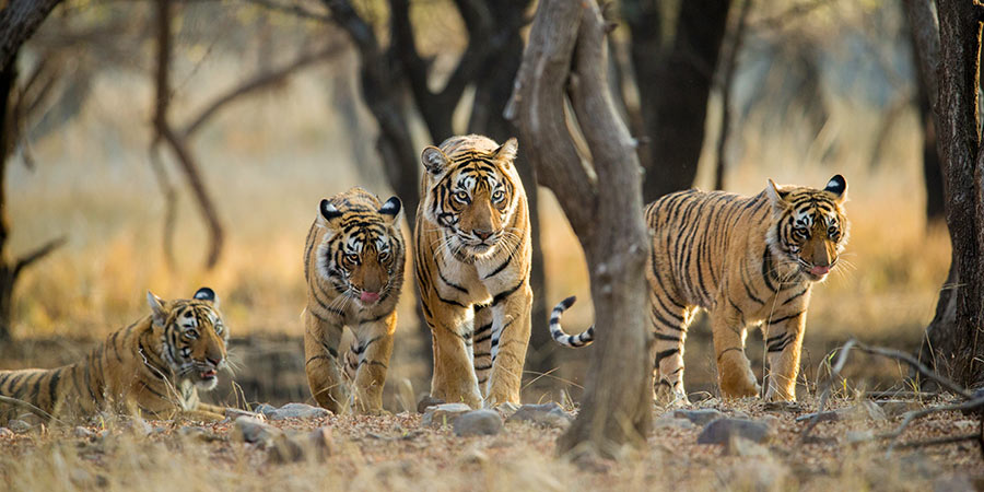Tiger-spotting in Ranthambore National Park