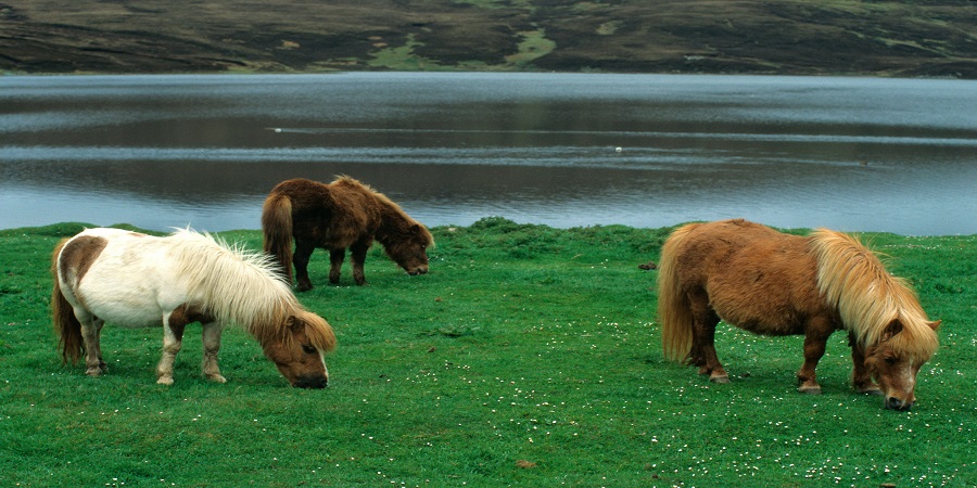 Enjoy encounters with Shetland’s wildlife