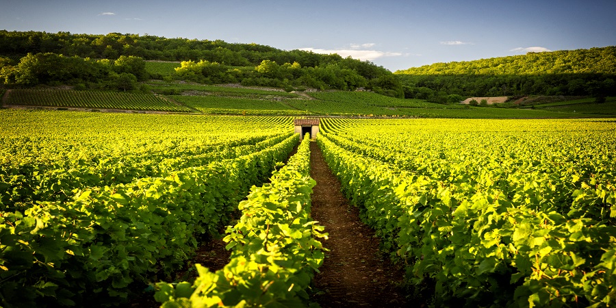 Provence and The Elegant Rhône