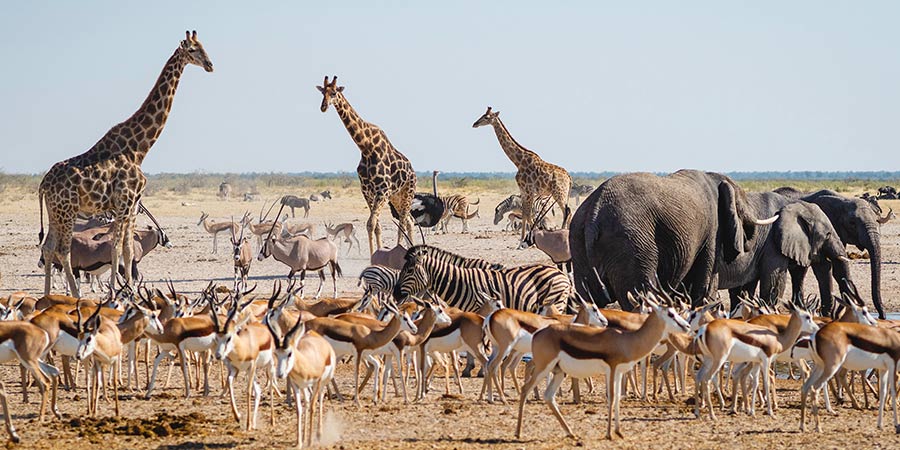 Experiencing a wildlife drive in Etosha National Park