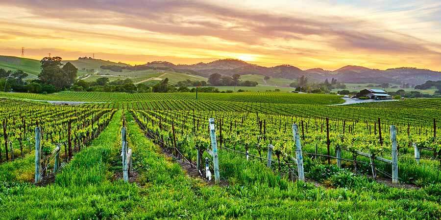 Vineyards Landscape at Sunset in California