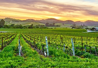 Vineyards Landscape at Sunset in California Vineyards Landscape at Sunset in California
