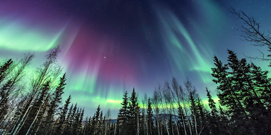 Northern Lights Swirling over Pine Trees
