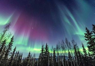 Northern Lights Swirling over Pine Trees Northern Lights Swirling over Pine Trees