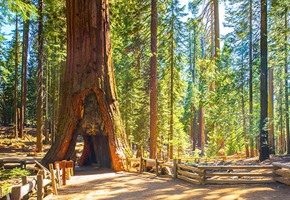Top 5 Memorable Experiences on a Northern California Rail Tour