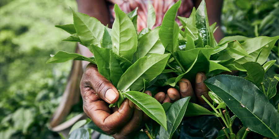 Experience the Wah Tea Estate of Palampur