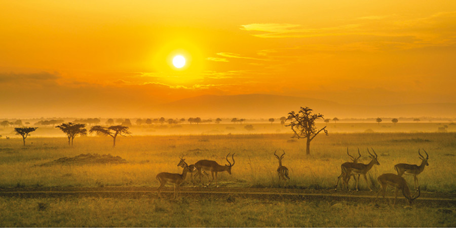 View wildlife in the Maasai Mara Reserve