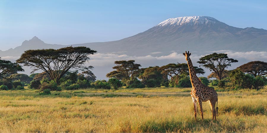 Spot wildlife and Mount Kilimanjaro in Amboseli National Park