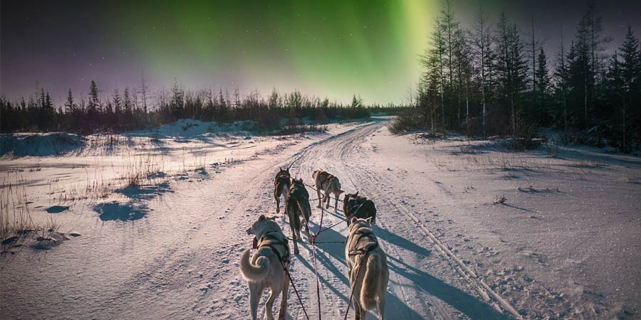 dog sledding