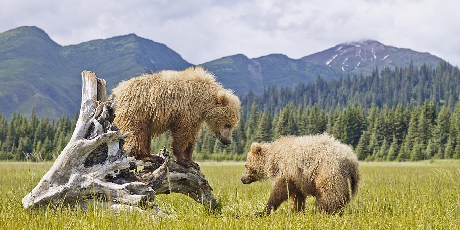 Denali National Park bears