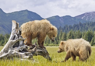 Denali National Park bears