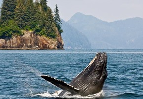 Denali National Park wildlife