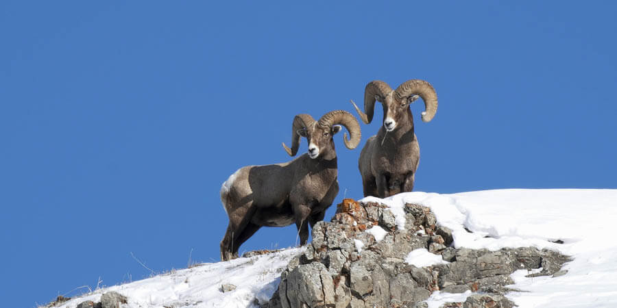 Big Horn Sheep, Montana