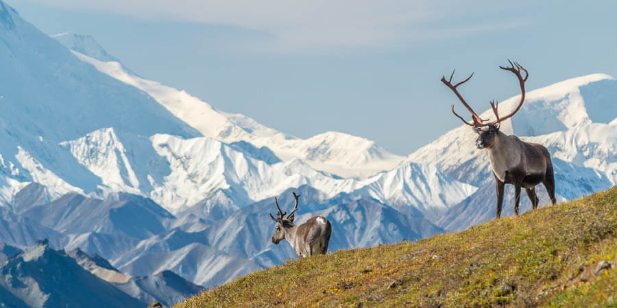 Cairbou Moose