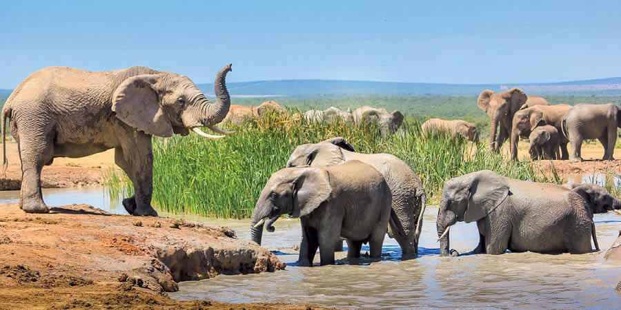 Ado Elephant Park