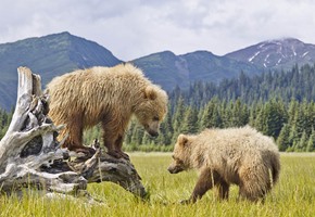 How Alaska’s Wildlife Is More Accessible Than You Think