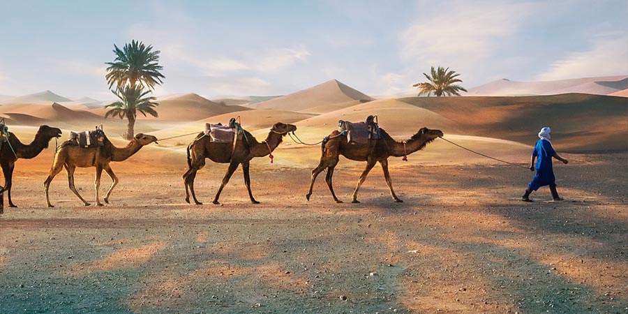 Experience a magical night under the starlit desert skies