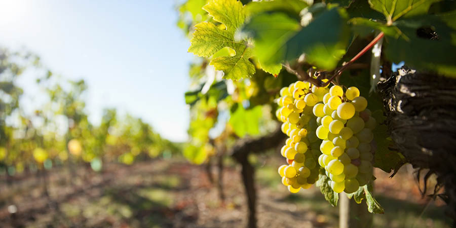 Dine at the historic Tenuta Torciano