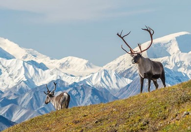 Denali National Park wildlife